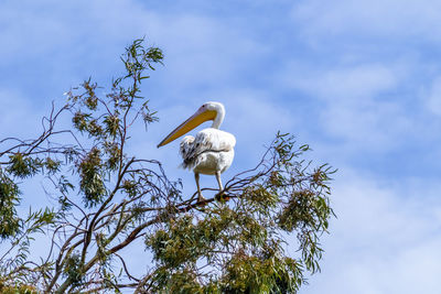 Low angle view of bird perching on tree against sky