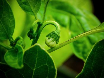 Close-up of green leaf