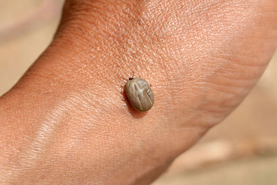 Close-up of insect on human hand