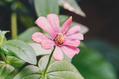 Close-up of pink flower