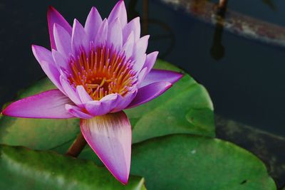 Close-up of lotus water lily