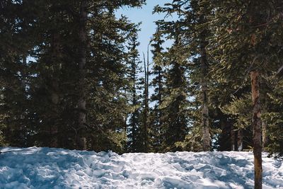 Snow covered trees