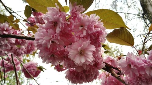 Low angle view of pink flowers blooming on tree