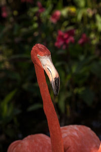 Caribbean flamingo phoenicopterus ruber in a tropical garden in southwestern florida.