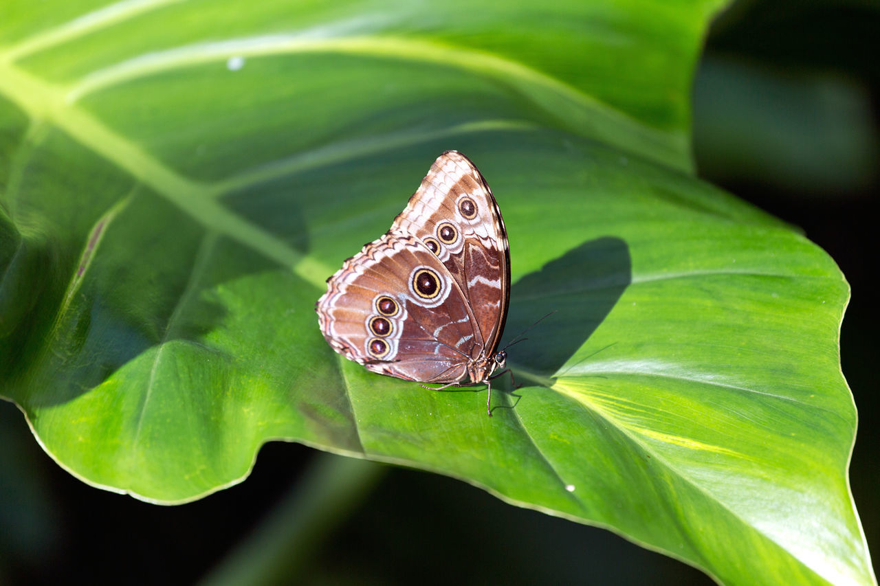 BUTTERFLY ON LEAF