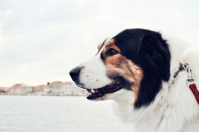 Close-up of dog looking away