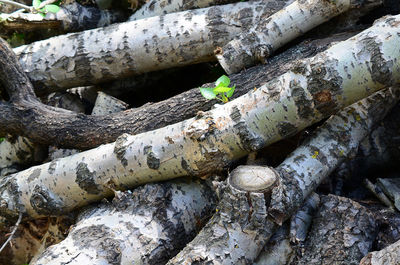 Full frame shot of logs in forest