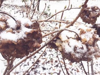 Close-up of snow on tree