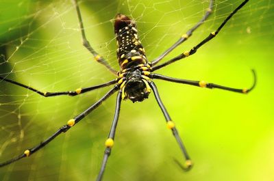 Close-up of spider on web