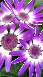 Close-up of purple flowers blooming outdoors