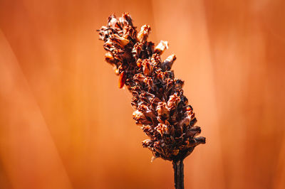 macro photography