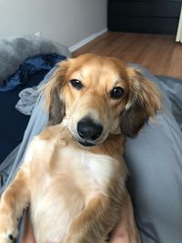 Portrait of dog sitting on bed at home