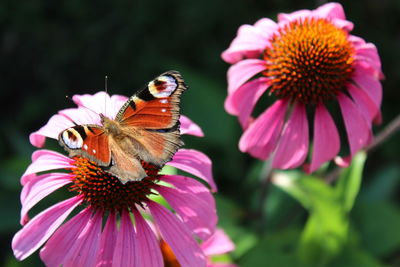 High angle view of butterfly on eastern purple coneflower