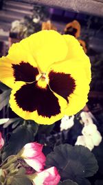 Close-up of yellow flowers