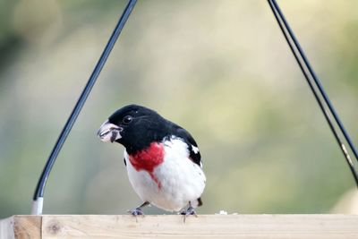 Close-up of bird perching on railing