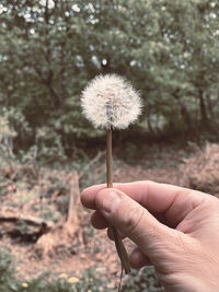 Close-up of hand holding dandelion