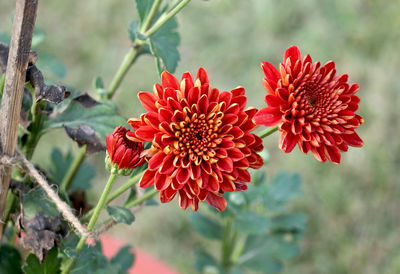 Close-up of red flowering plant