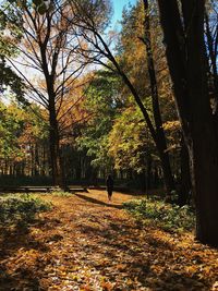 Trees in forest during autumn