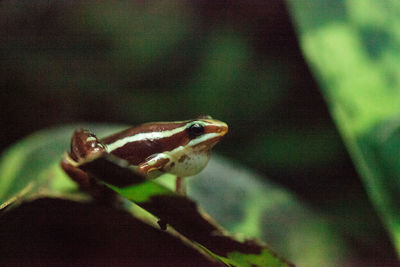 Close-up of lizard on leaf