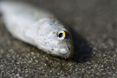 Close-up of lizard on land