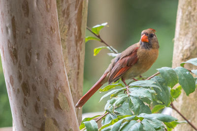Bird perching on a tree