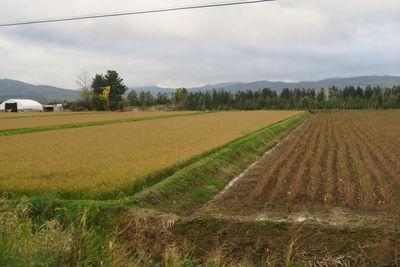 Scenic view of agricultural field against sky