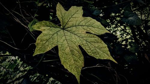 Close-up of maple leaves on tree