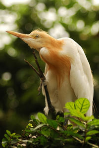 Close-up of a bird