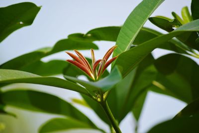 Close-up of red flowering plant