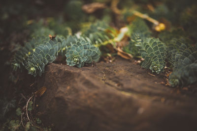 Close-up of lizard on plant