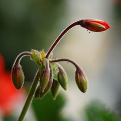 Close-up of flower buds