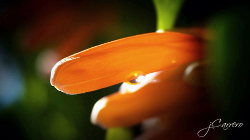 close-up
