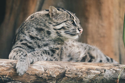 Close-up of a cat looking away