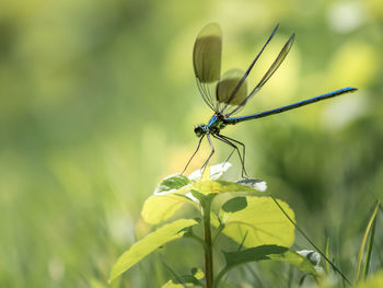 Close-up of butterfly on plant