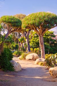 View of palm trees on sunny day