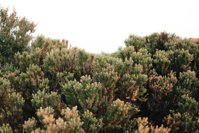 Close-up of plants growing on field against clear sky