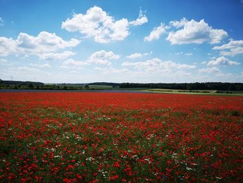 Scenic view of red flowering field against sky