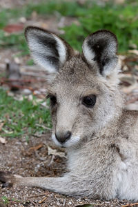 Close-up portrait of an eastern grey kangaroo