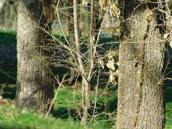 Close-up of tree trunk in forest