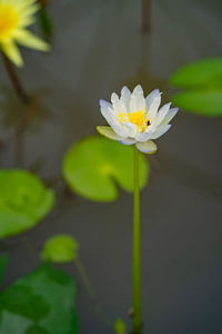 Close-up of white lotus water lily in pond