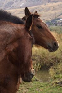 Brown horses on field