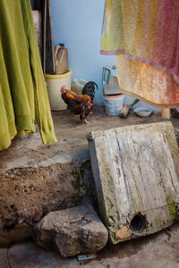 Pigeons on cobblestone street