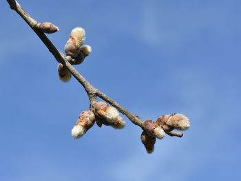 Low angle view of flowering plant against blue sky