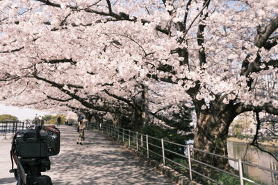 Cherry blossom tree in city