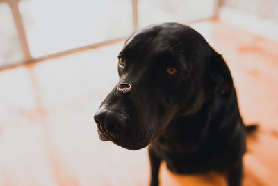 Close-up of dog looking away