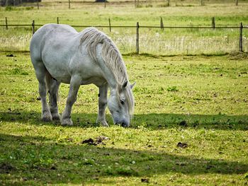 Horse grazing in a field