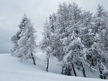 Snow covered trees against clear sky during winter