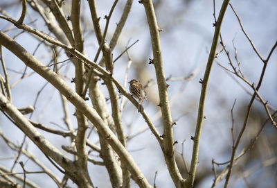 Chipping sparrow spizella passerina perched on a small tree branch against a blue sky