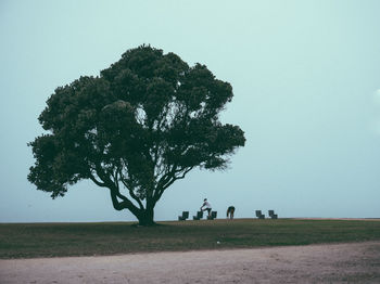 Tree on field against clear sky