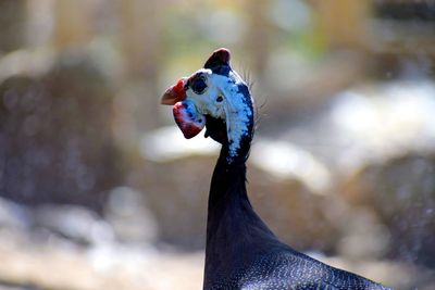 Guinea fowl